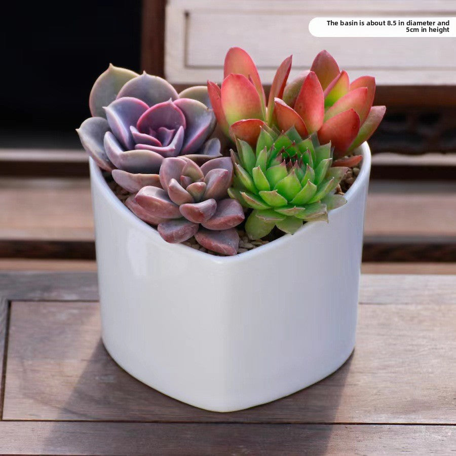 Succulent Plants with Pots Indoor Green Decor