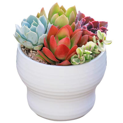 Succulent Plants with Pots Indoor Green Decor
