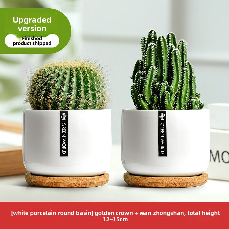 Small Potted Red Cactus for Desk Decor