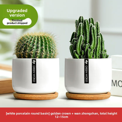 Small Potted Red Cactus for Desk Decor