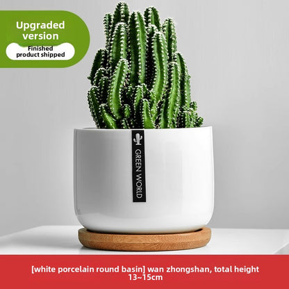 Small Potted Red Cactus for Desk Decor