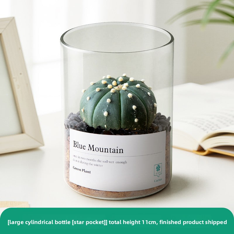 Small Potted Red Cactus for Desk Decor