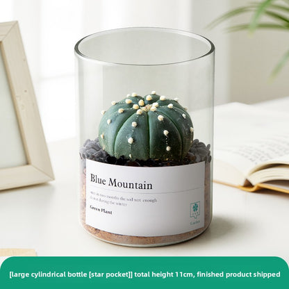 Small Potted Red Cactus for Desk Decor