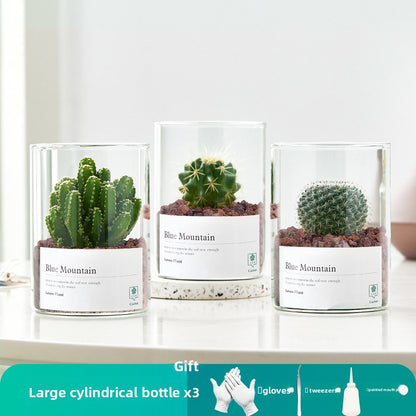 Small Potted Red Cactus for Desk Decor