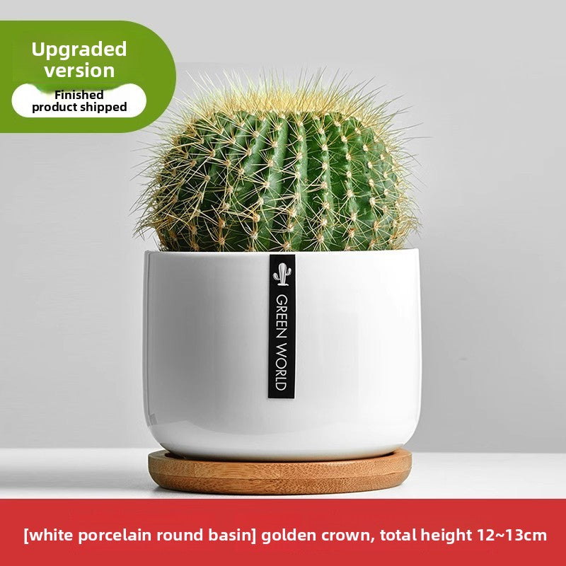 Small Potted Red Cactus for Desk Decor