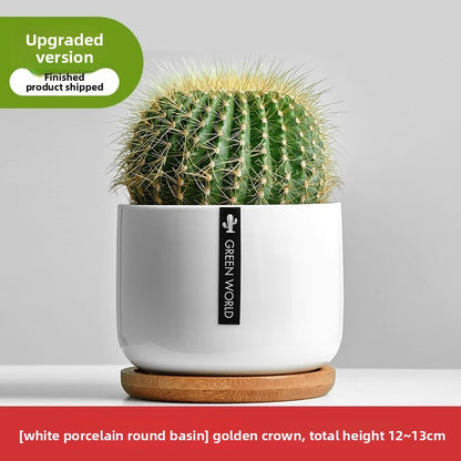Small Potted Red Cactus for Desk Decor