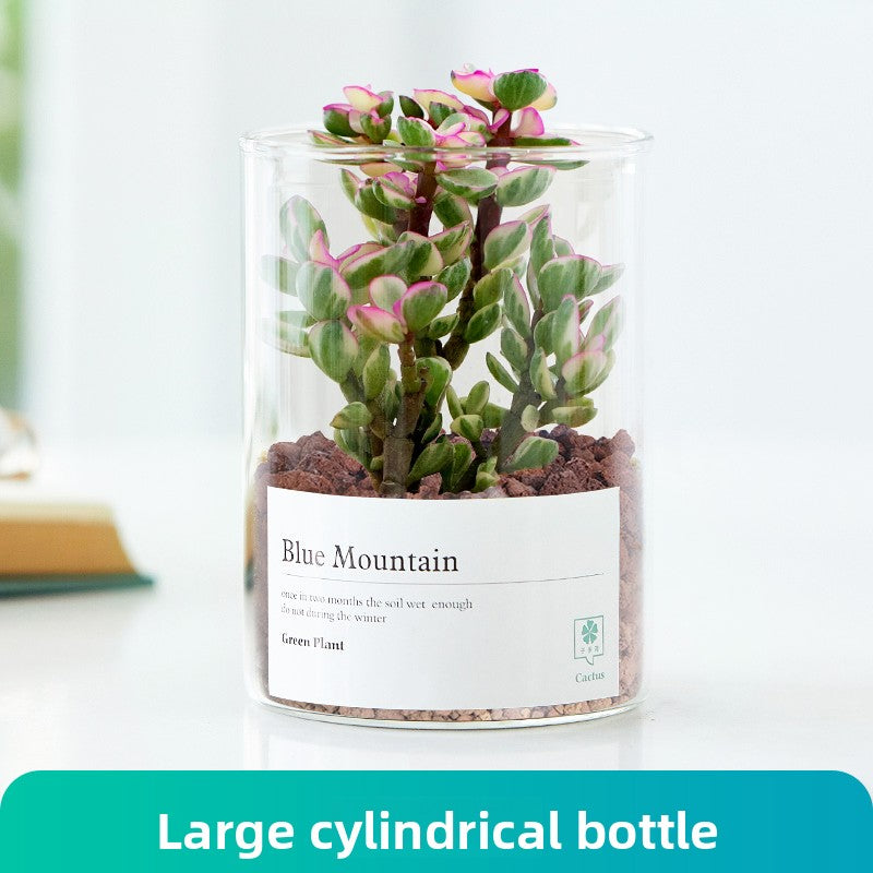 Small Potted Red Cactus for Desk Decor