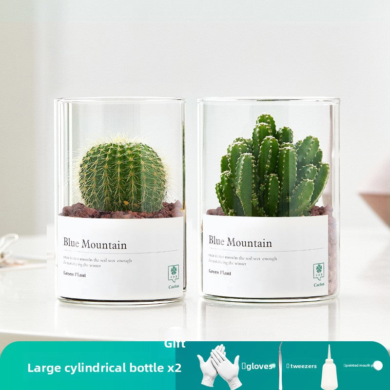 Small Potted Red Cactus for Desk Decor