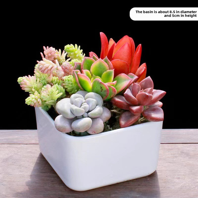 Succulent Plants with Pots Indoor Green Decor