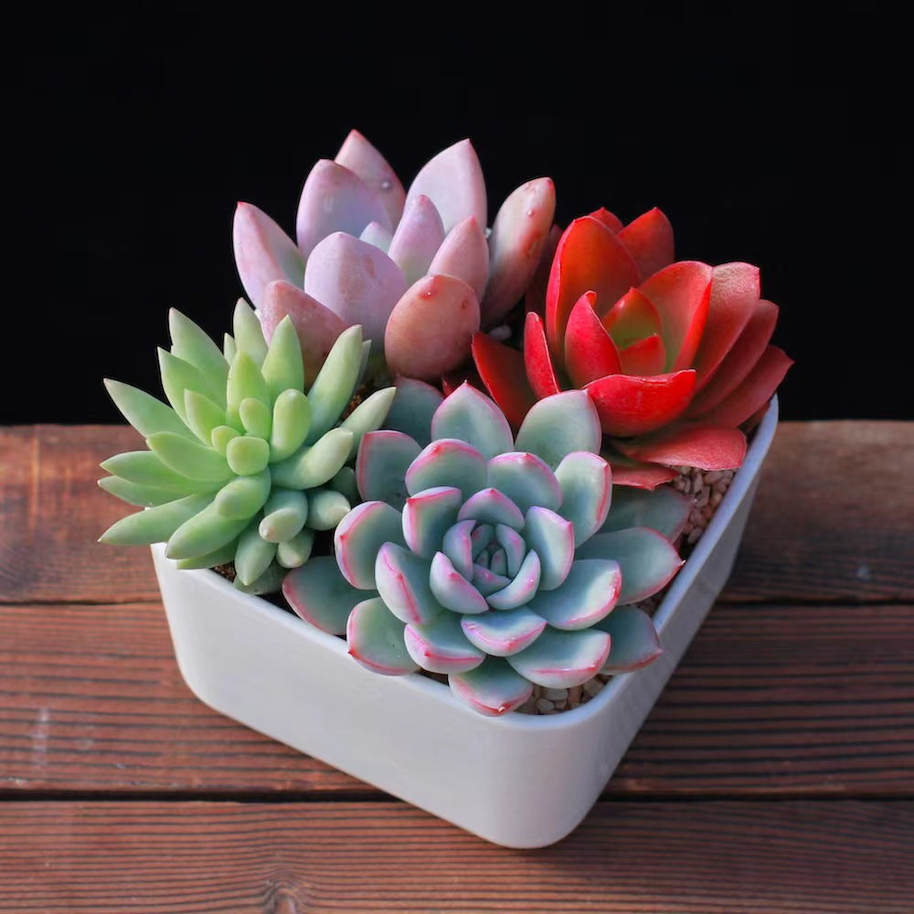 Succulent Plants with Pots Indoor Green Decor