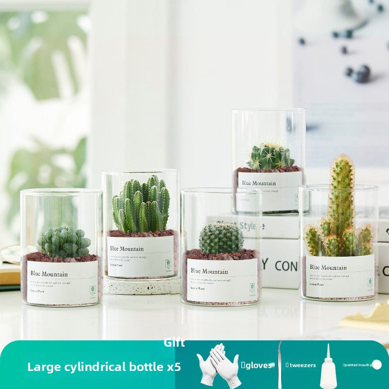 Small Potted Red Cactus for Desk Decor