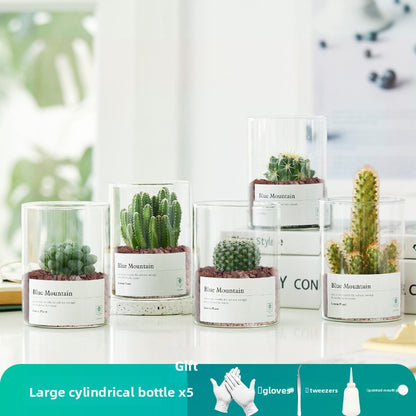 Small Potted Red Cactus for Desk Decor