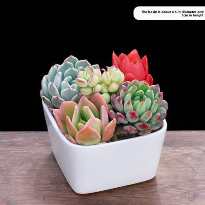 Succulent Plants with Pots Indoor Green Decor