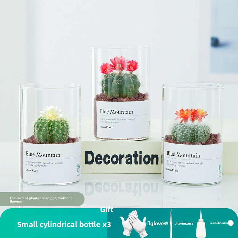 Small Potted Red Cactus for Desk Decor