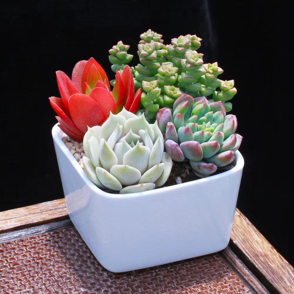Succulent Plants with Pots Indoor Green Decor