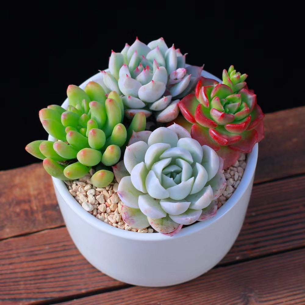 Succulent Plants with Pots Indoor Green Decor
