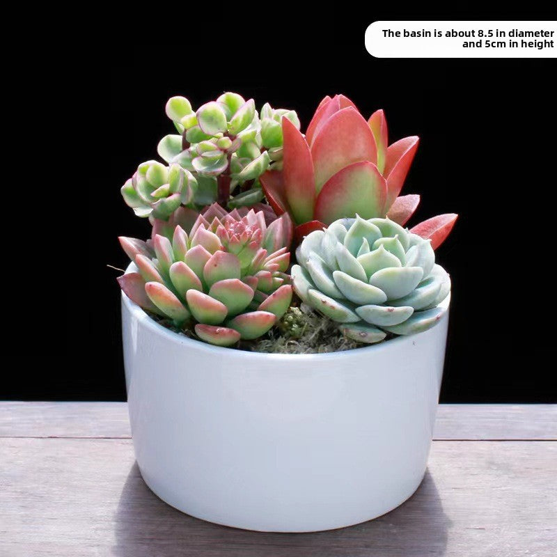 Succulent Plants with Pots Indoor Green Decor