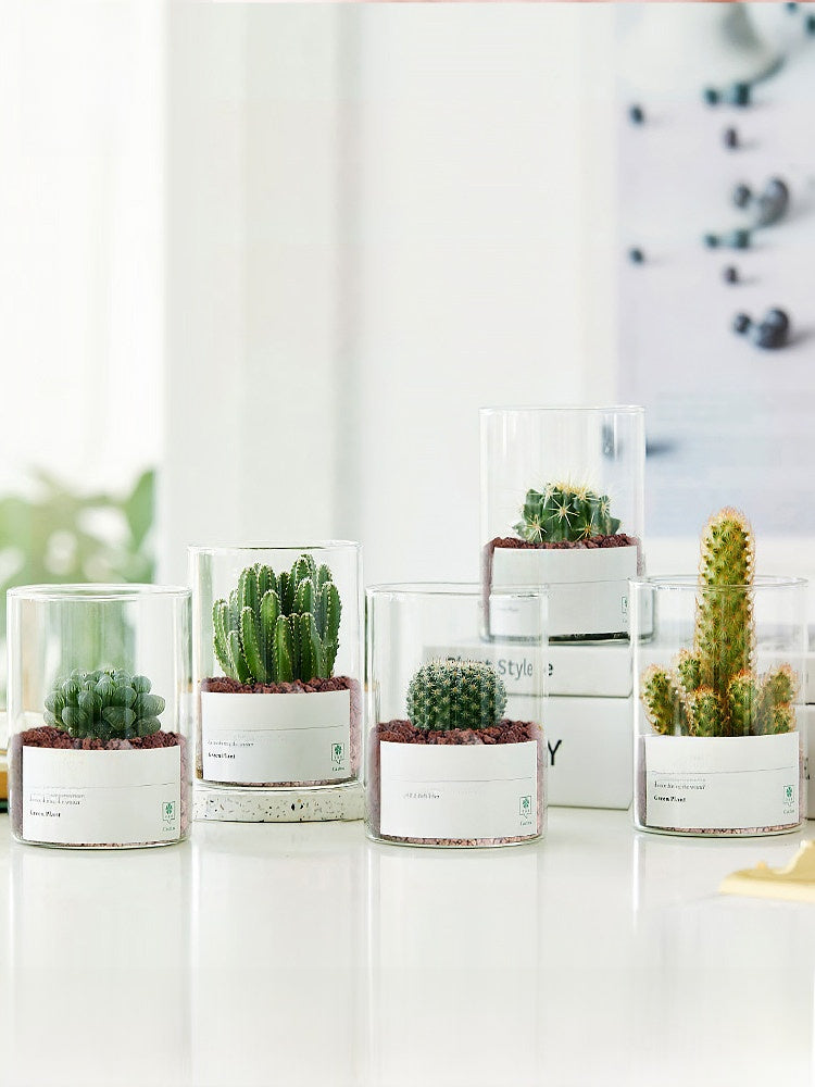 Small Potted Red Cactus for Desk Decor