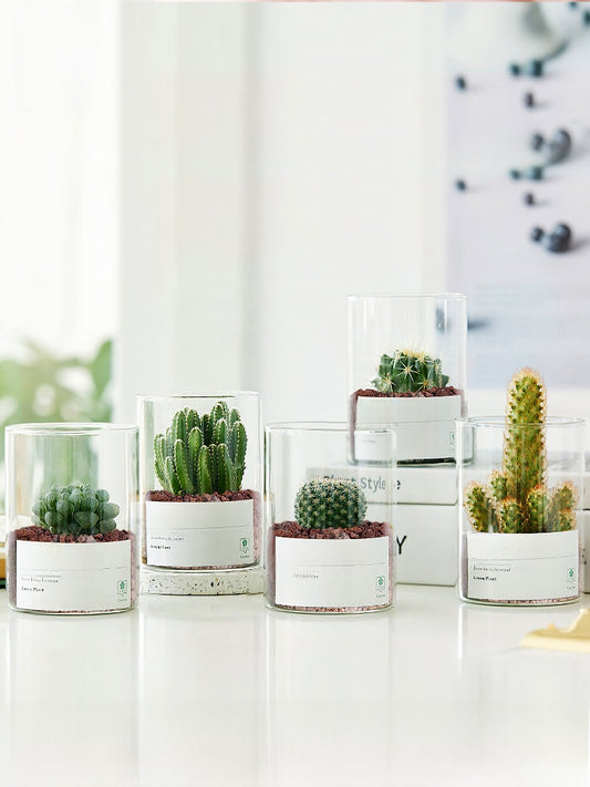 Small Potted Red Cactus for Desk Decor