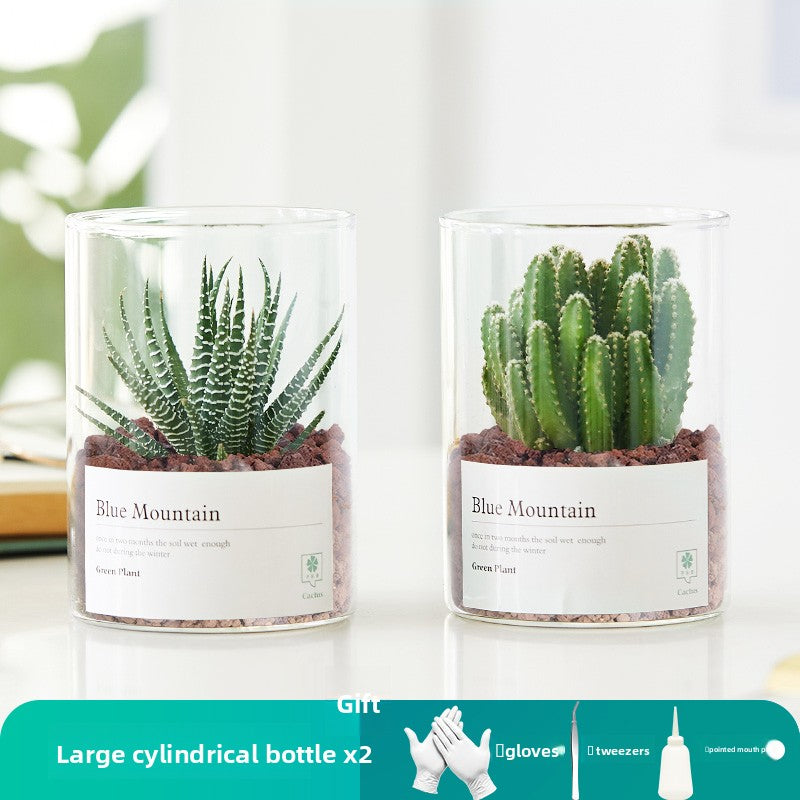 Small Potted Red Cactus for Desk Decor